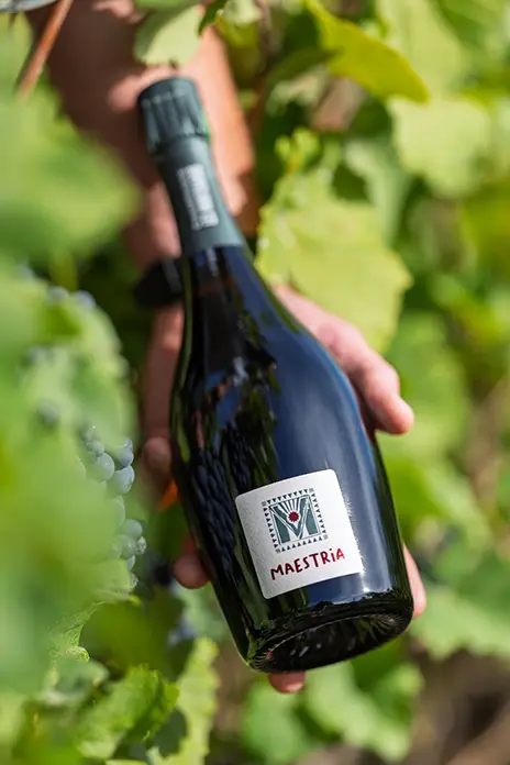 Champagne Les Montchards